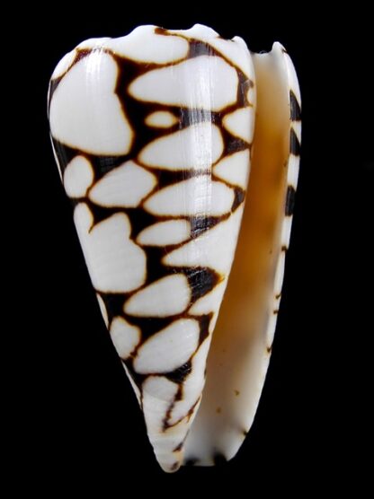 Conus marmoreus suffusus f. batard.. 46,3 mm Gem-10095