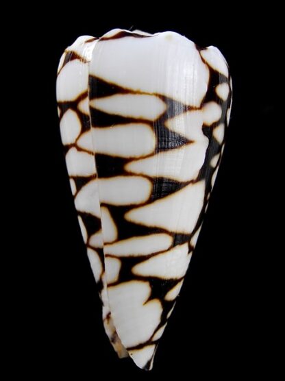 Conus marmoreus suffusus f. batard.. 46,3 mm Gem-10096