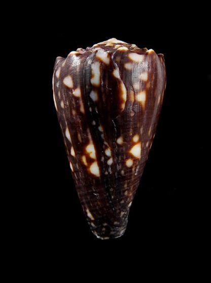 Conus bandanus f. nigressens 36,2 mm F+++/Gem-10002