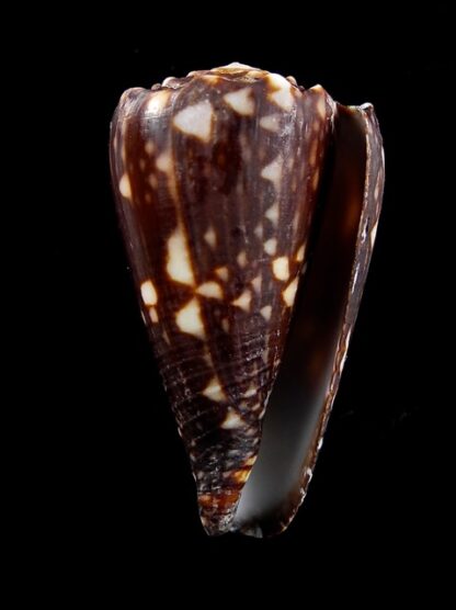 Conus bandanus f. nigressens 36,2 mm F+++/Gem-10005