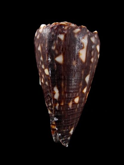 Conus bandanus f. nigressens 36,2 mm F+++/Gem-10004