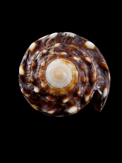Conus bandanus f. nigressens 36,2 mm F+++/Gem-10001