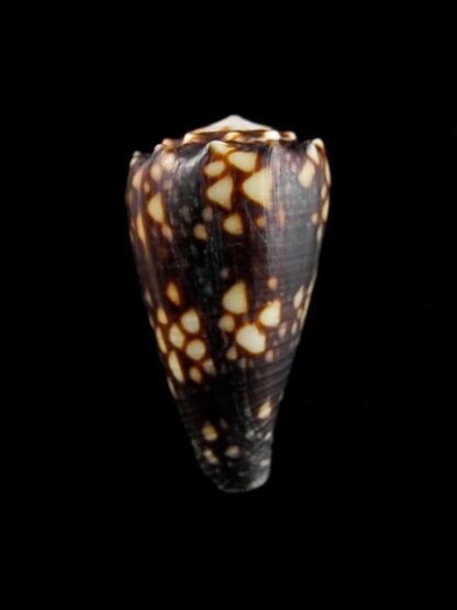 Conus bandanus f. nigressens 28,3 mm Gem-9981