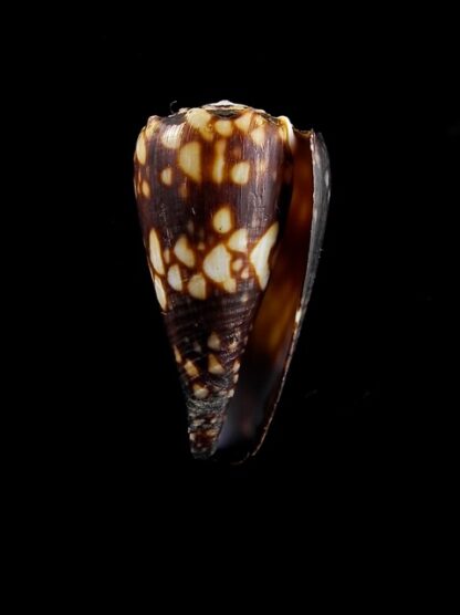 Conus bandanus f. nigressens 28,3 mm Gem-9982
