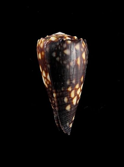 Conus bandanus f. nigressens 28,3 mm Gem-9984