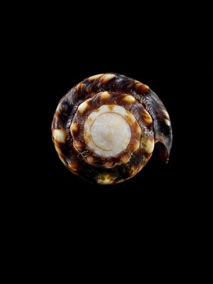 Conus bandanus f. nigressens 28,3 mm Gem-9983