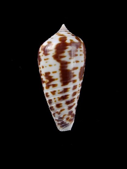 Conus zebra 27,1 mm Gem-10083