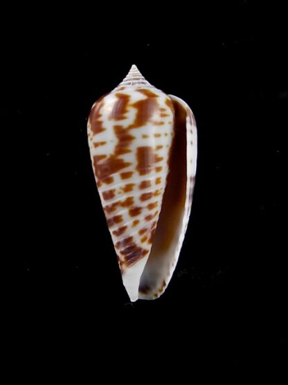 Conus zebra 27,1 mm Gem-10080