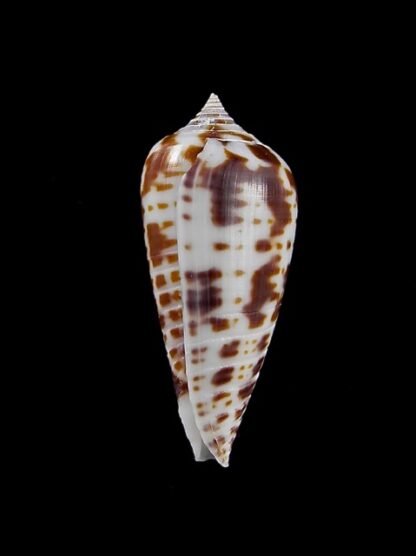 Conus zebra 27,1 mm Gem-10082