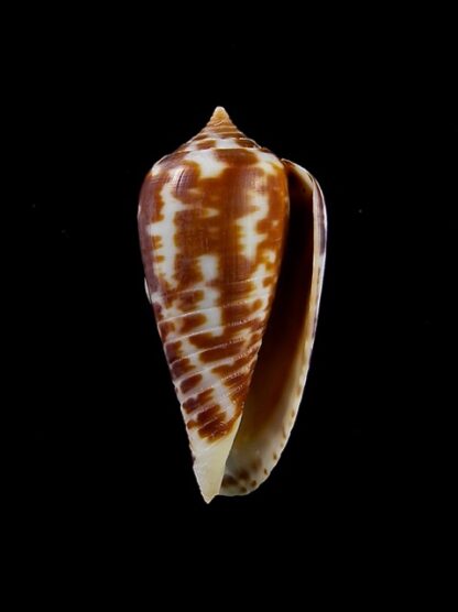 Conus zebra 27 mm Gem-10071