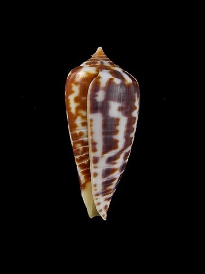 Conus zebra 27 mm Gem-10073