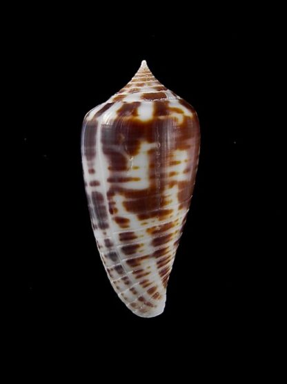 Conus zebra 27,3 mm Gem-10089