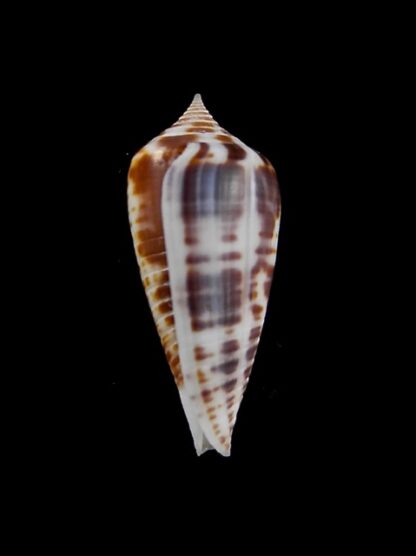 Conus zebra 27,3 mm Gem-10092