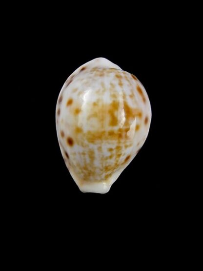 Cypraea rashleighana Gem 20,3 mm-9966