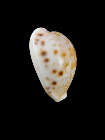 Cypraea rashleighana Gem 20,3 mm-9961