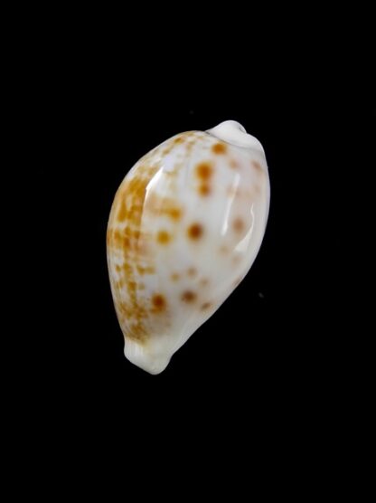 Cypraea rashleighana Gem 20,3 mm-9962