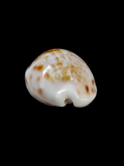 Cypraea rashleighana Gem 20,3 mm-9965