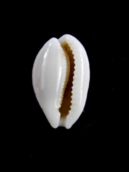 Cypraea pelliserpentis 18,8 mm Gem-9975