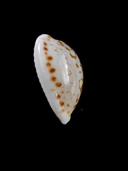 Cypraea pelliserpentis 18,8 mm Gem-9972