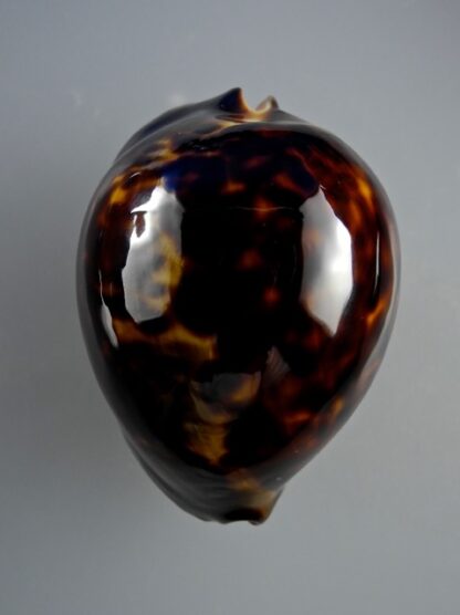 Zoila thersites "black" 59,6 mm Gem-10127