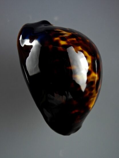 Zoila thersites "black" 59,6 mm Gem-10128