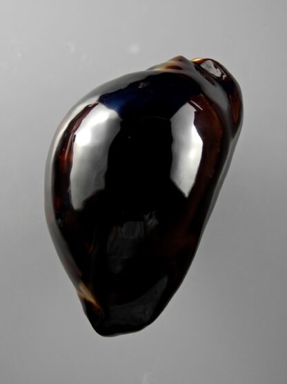 Zoila thersites "black" 60,6 mm Gem-10137