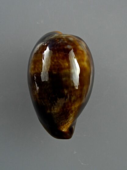 Cypraea pyrum nigromarginata 36,1 mm Gem ( Sub- adult )-10155