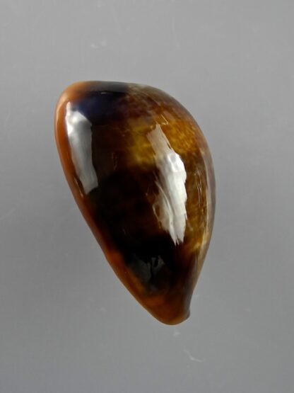 Cypraea pyrum nigromarginata 36,1 mm Gem ( Sub- adult )-10156