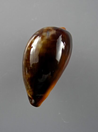 Cypraea pyrum nigromarginata 36,1 mm Gem ( Sub- adult )-10157