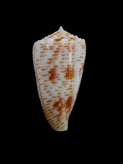 Conus santinii Gem 25,6 mm-10194