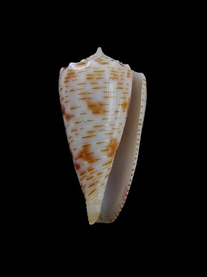 Conus santinii Gem 25,6 mm-10196