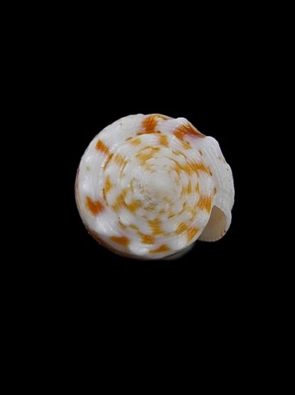 Conus santinii Gem 25,6 mm-10195