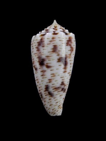 Conus santinii Gem 29 mm-10203