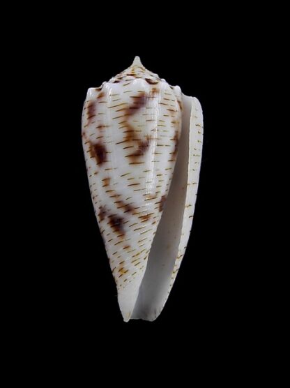 Conus santinii Gem 29 mm-10204
