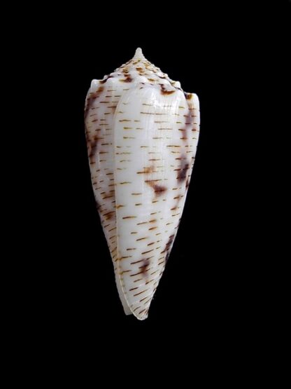 Conus santinii Gem 29 mm-10202