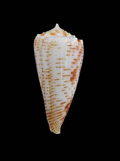 Conus santinii Gem 25,6 mm-10193
