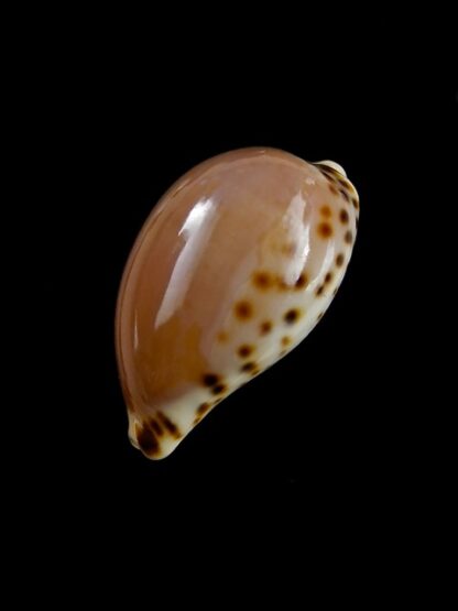 Notocypraea angustata angustata. 24,1 mm Gem-10226