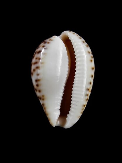 Notocypraea angustata angustata. 24,9 mm Gem-10263