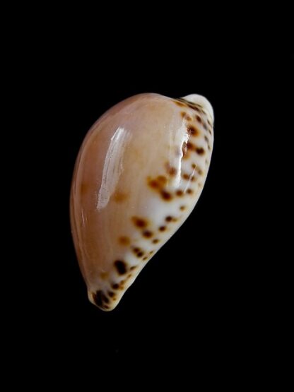 Notocypraea angustata angustata. 24,9 mm Gem-10264