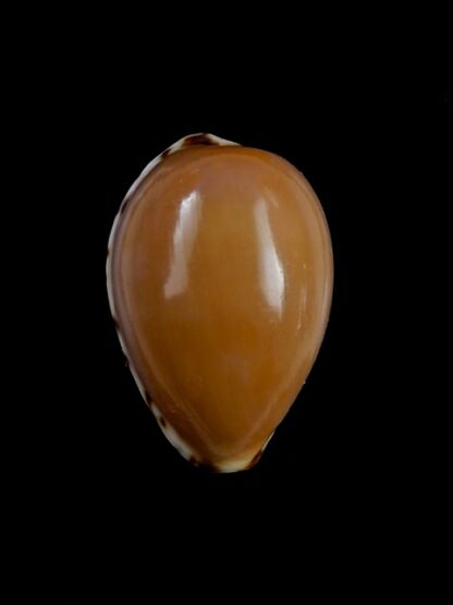 Notocypraea angustata angustata. 26,1 mm Gem-10274