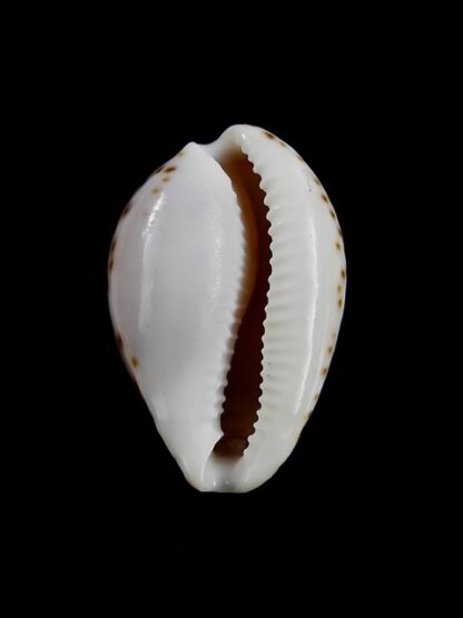 Notocypraea angustata angustata. 26,1 mm Gem-10276