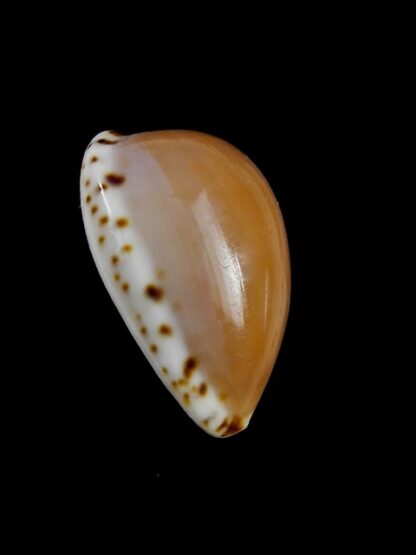 Notocypraea angustata angustata. 26,1 mm Gem-10272
