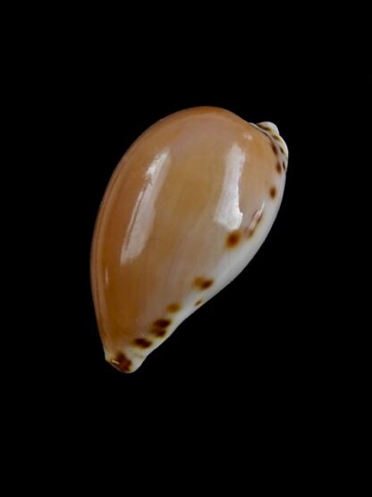 Notocypraea angustata angustata. 26,1 mm Gem-10273