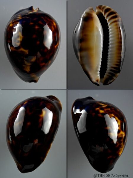 Zoila thersites "black" 59,6 mm Gem-0