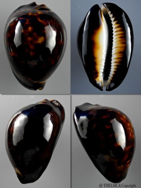 Zoila thersites "black" 60,6 mm Gem-0