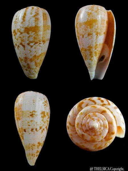 Conus anemone peronianus 81,7 mm Gem-0