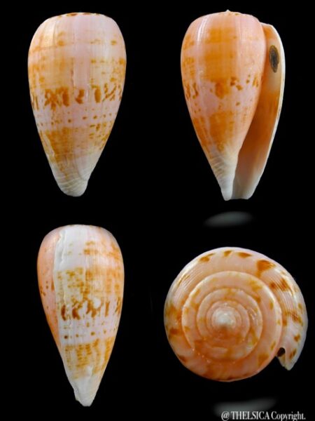 Floraconus anemone peronianus 82,7 mm F+++/Gem-0