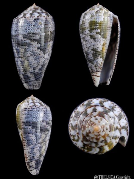 Conus barbara 44,1 mm F+++/Gem... W/O-0