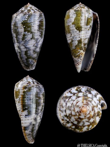 Conus barbara 44,2 mm F+++/ Gem-0