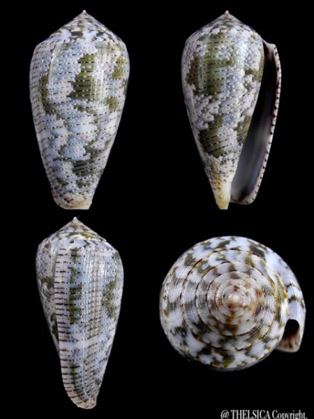 Conus barbara 45,4 mm Gem W/O-0